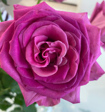 Rose Reiki 🌹💖